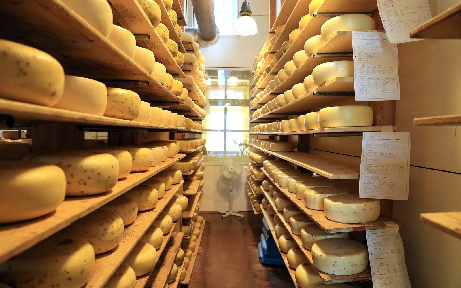 A Beaufort cheese cellar with rows of large wheels on wooden shelves, an affineur in work clothes turning a round in the foreground