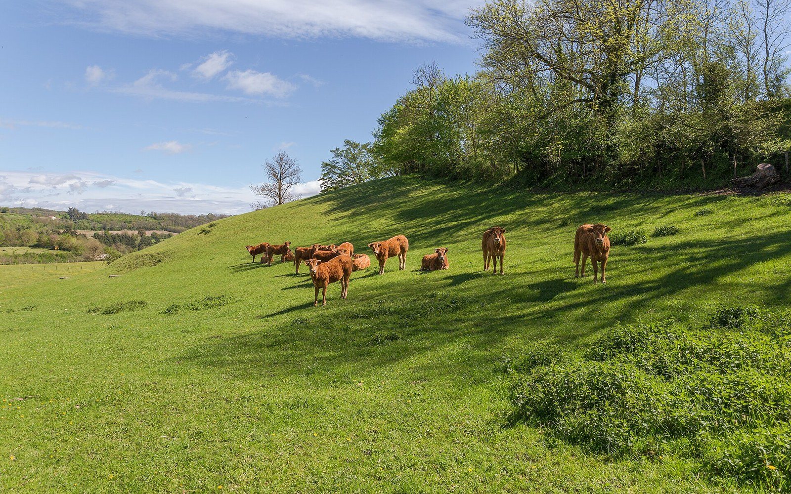 Reblochon, Beaufort, Abondance, Tomme: Four AOC Names from One Mountain Economy
